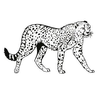 Cheetah