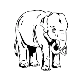 Elephant