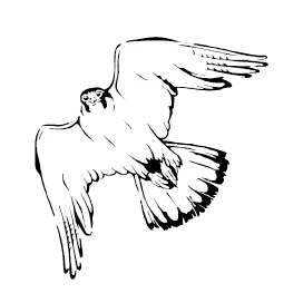 Falcon