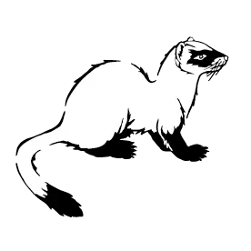 Ferret