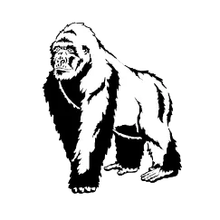 Gorilla