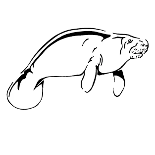 Manatee