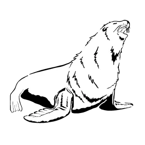 Sea lion