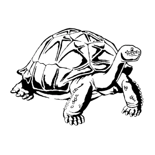 Tortoise