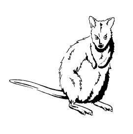 Wallaby